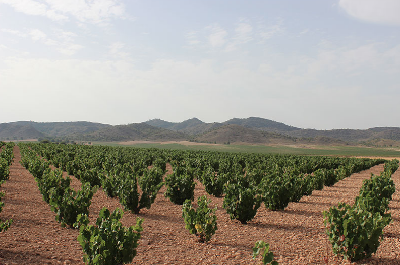 Viñedo de uva de vinificación